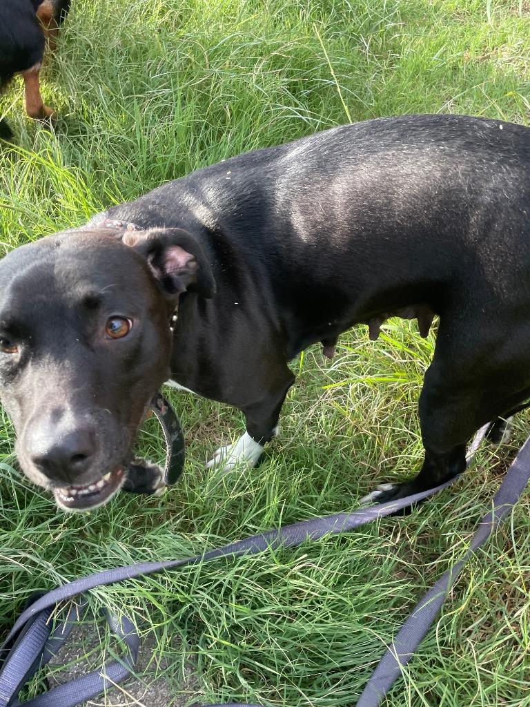 Adaline, a Adoptable mixed breed in Sapulpa, OK image 2/3