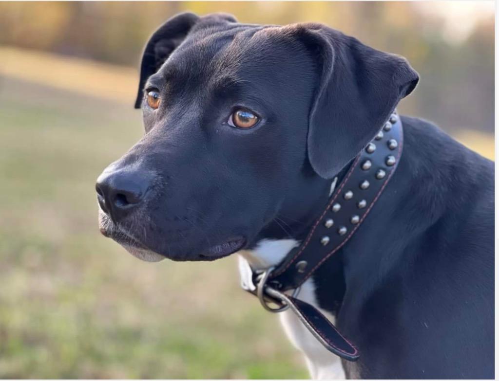 Adaline, a Adoptable mixed breed in Sapulpa, OK image 3/3