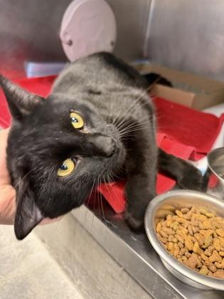Enlarge Stormi, an adopted Domestic Short Hair in Lafayette, IN image 1/1