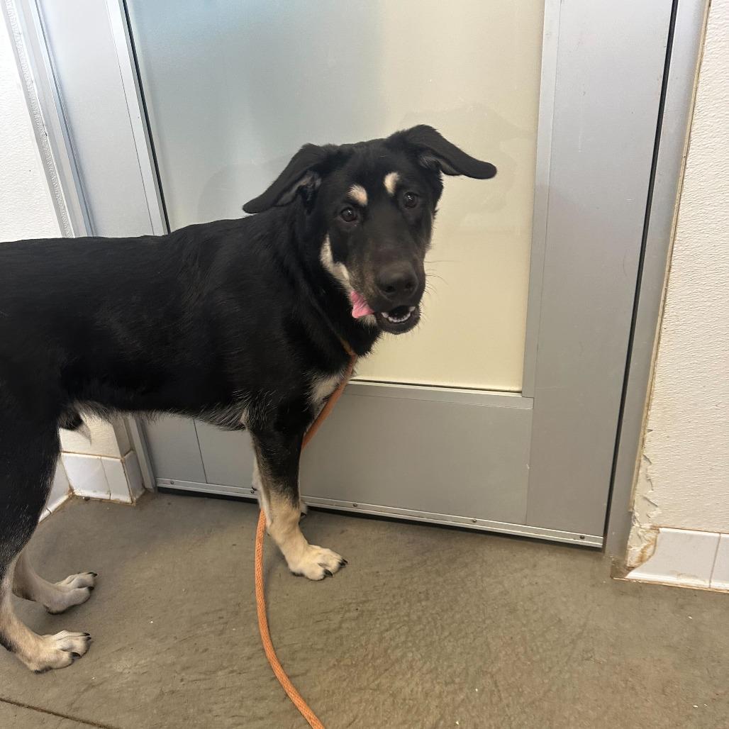 Benny, a Adoptable mixed breed in Rifle, CO image 1/3