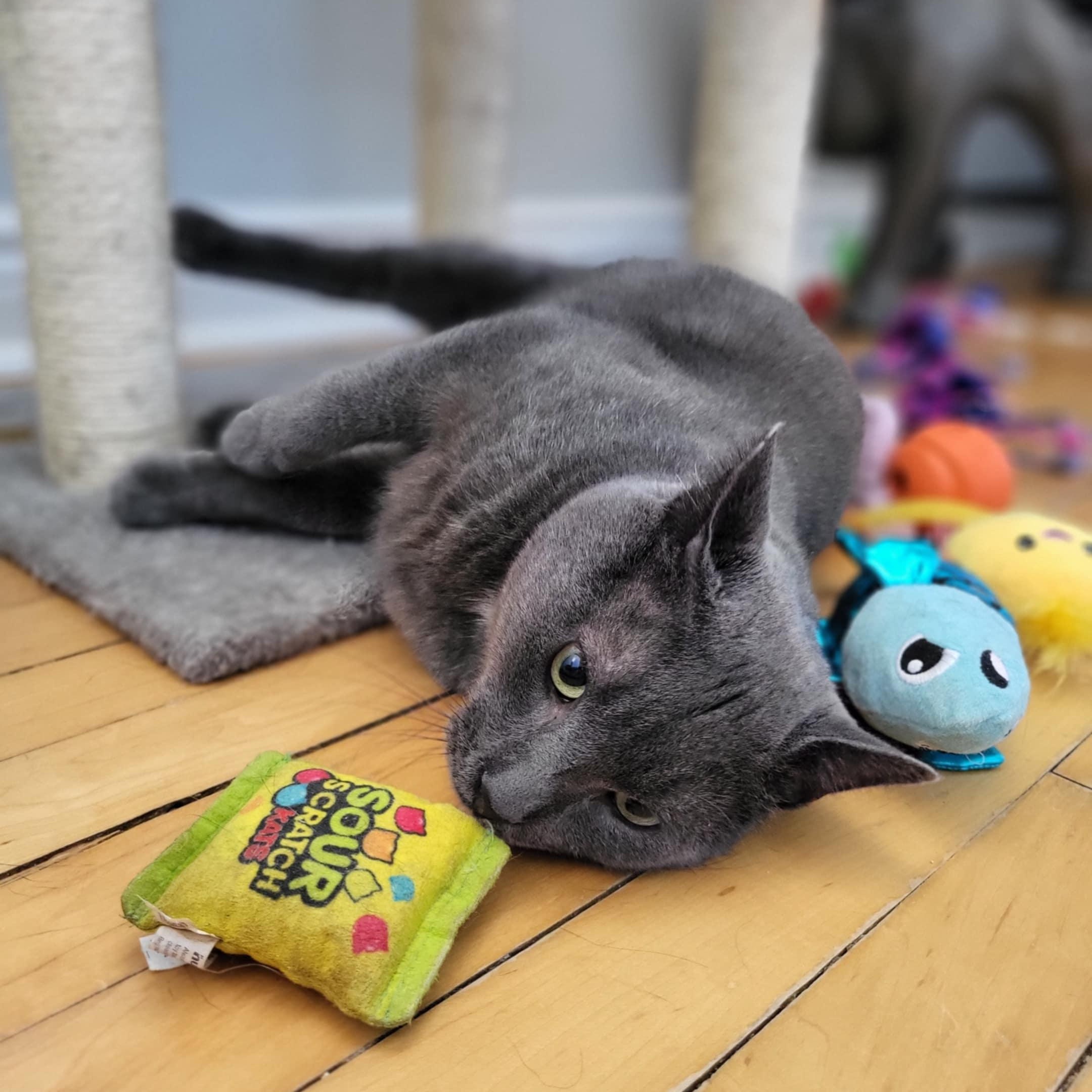 Enlarge Coal, a Adoptable Domestic Short Hair in Mississauga, ON image 2/6