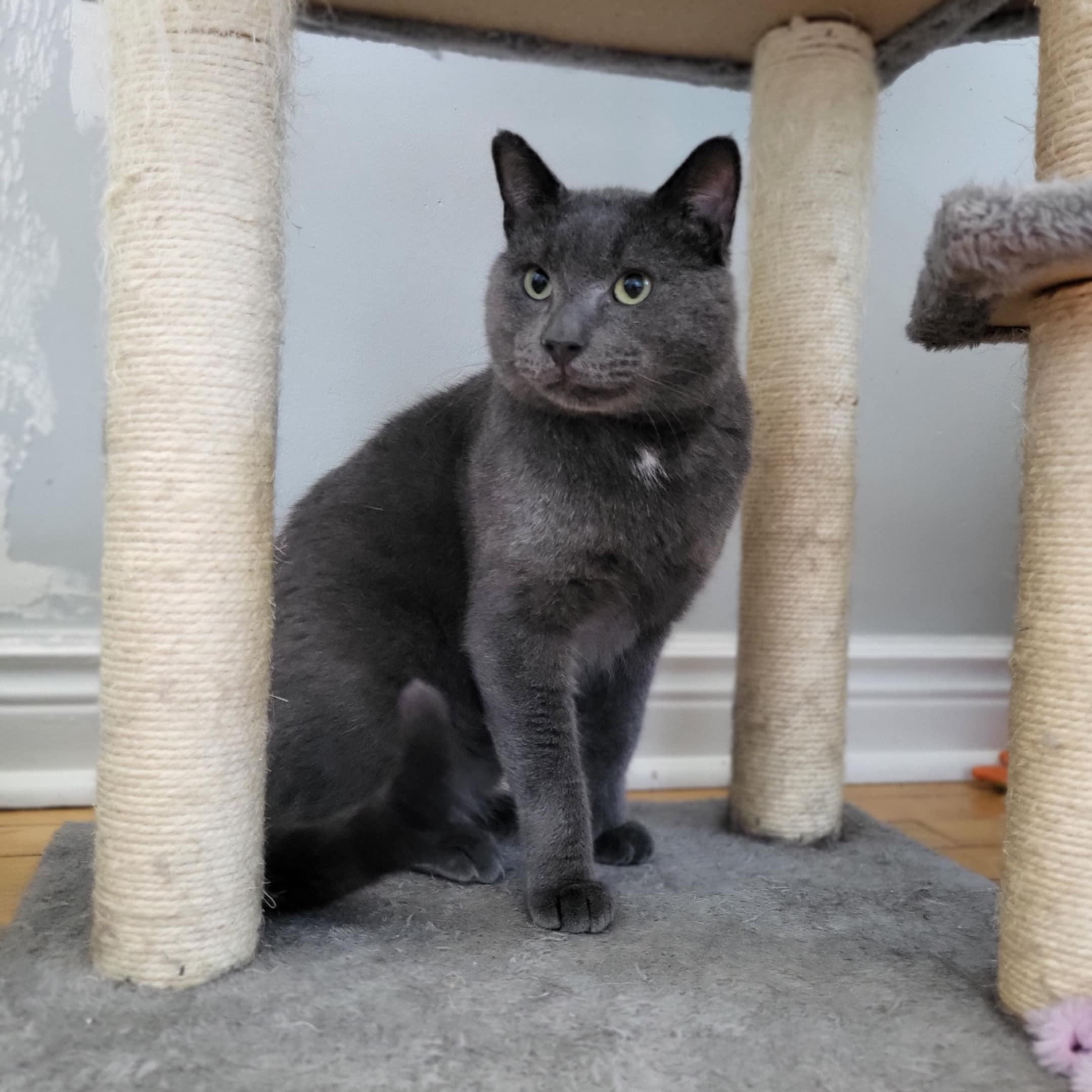 Coal, Adoptable, Adult Male Domestic Short Hair.