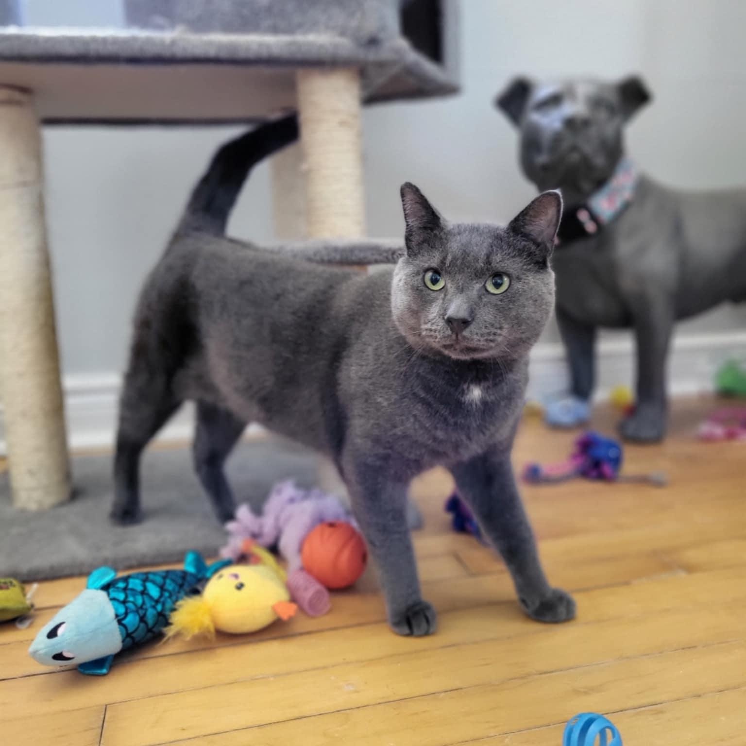 Enlarge Coal, a Adoptable Domestic Short Hair in Mississauga, ON image 3/6