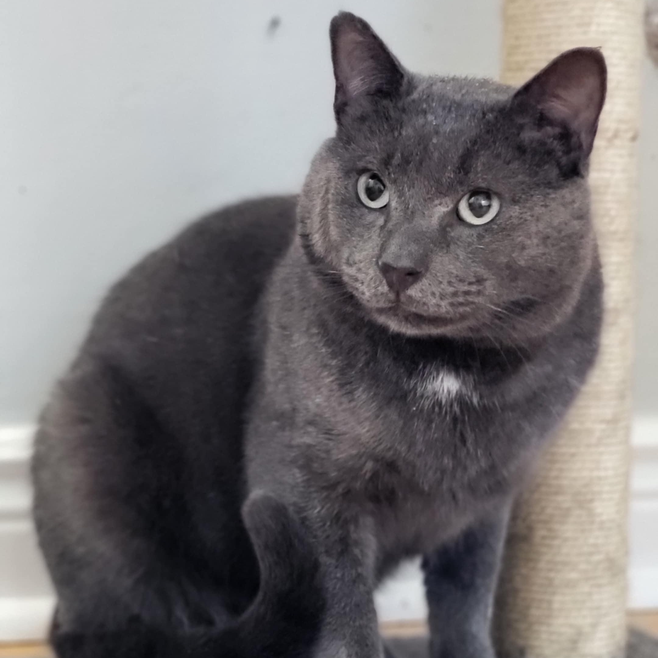 Enlarge Coal, a Adoptable Domestic Short Hair in Mississauga, ON image 4/6