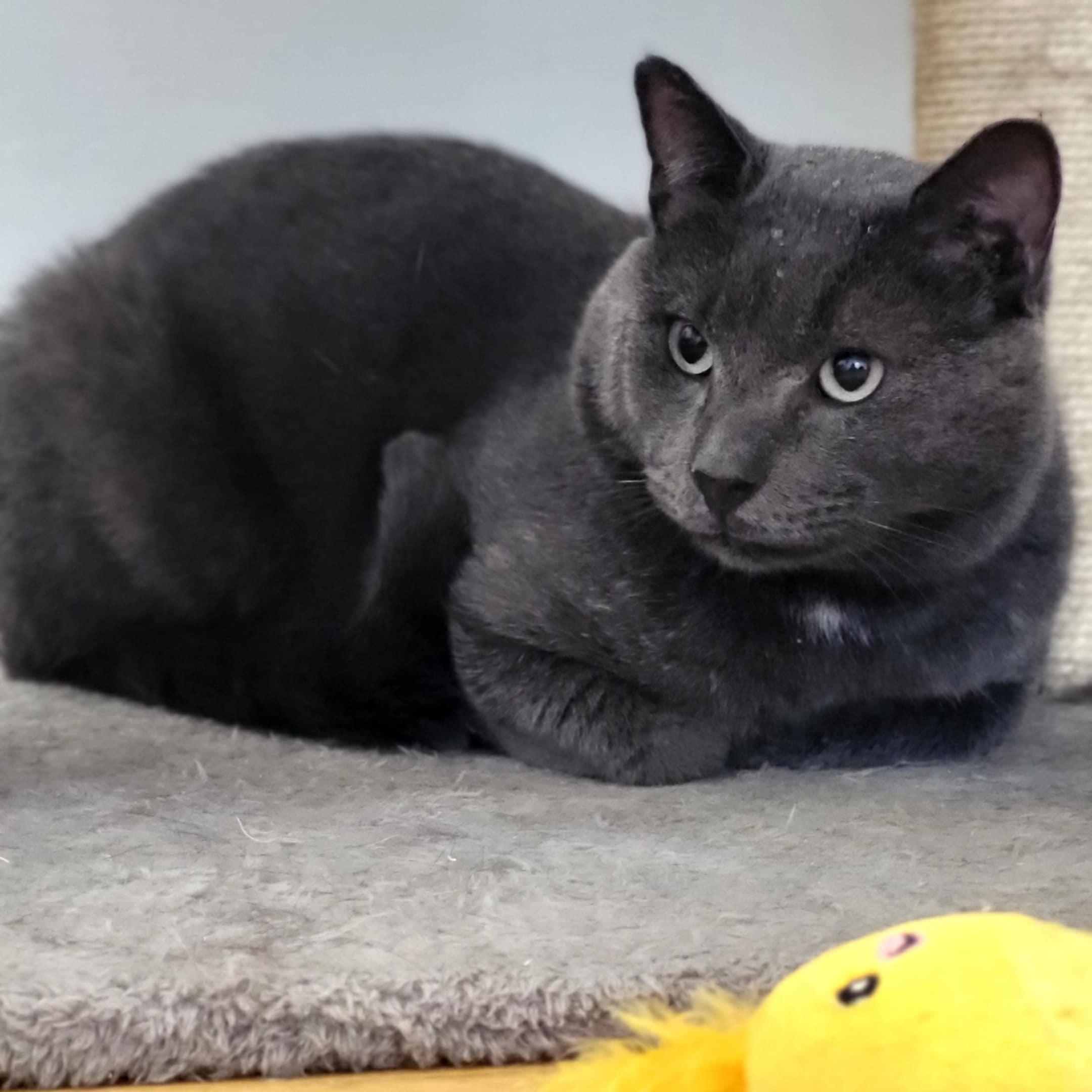 Enlarge Coal, a Adoptable Domestic Short Hair in Mississauga, ON image 5/6