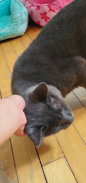 Enlarge Coal, a Adoptable Domestic Short Hair in Mississauga, ON video 6/6