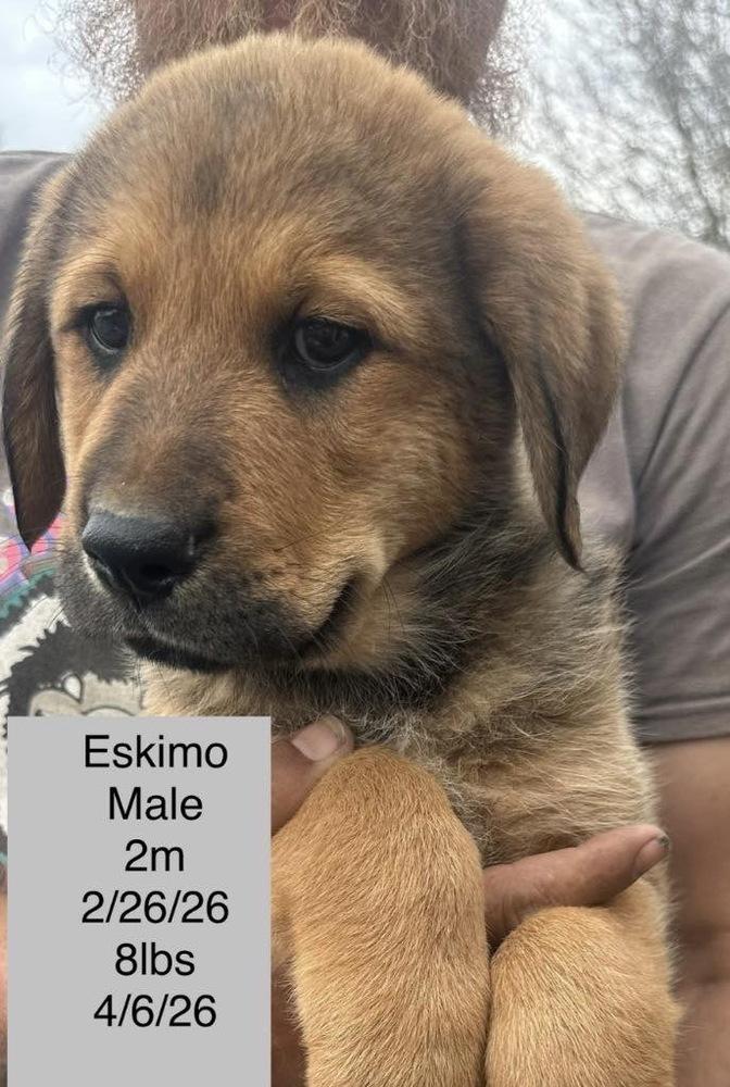 Eskimo, Adoptable, Puppy Male Great Pyrenees.