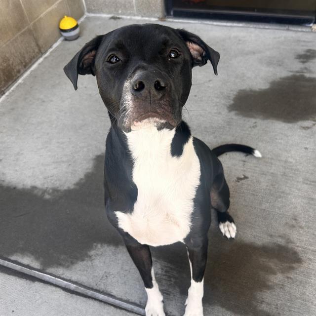 MIKO, Adoptable, Adult Male Labrador Retriever & Pit Bull Terrier.