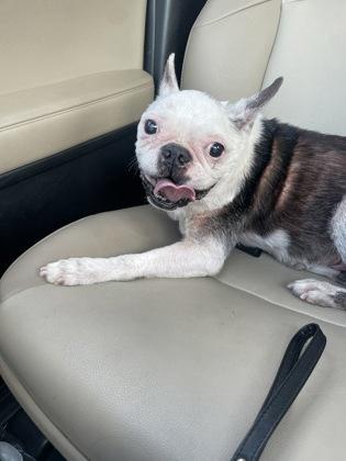 Didius Julianus thumbnail 3