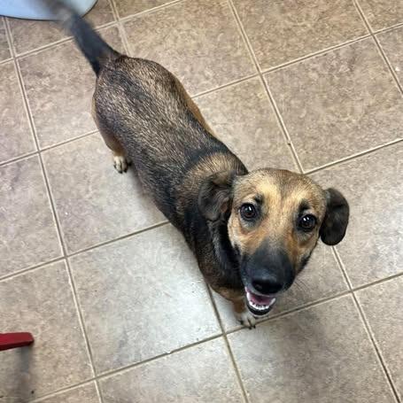 Reba, Adoptable, Adult Female Cardigan Welsh Corgi & Border Collie.