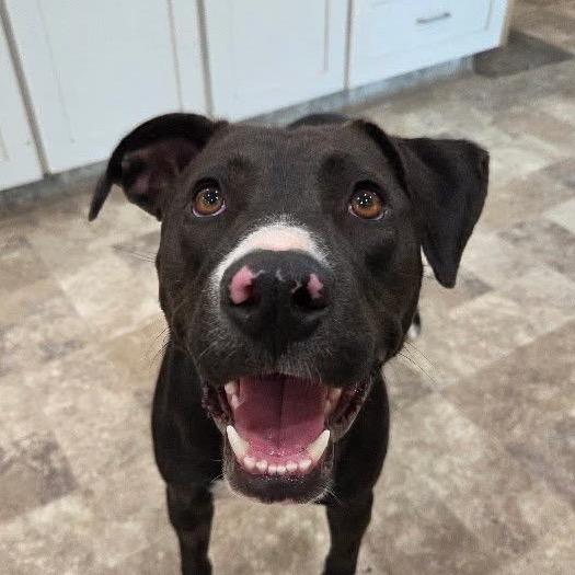 Rosie, Adoptable, Adult Female Mixed Breed & Mixed Breed.