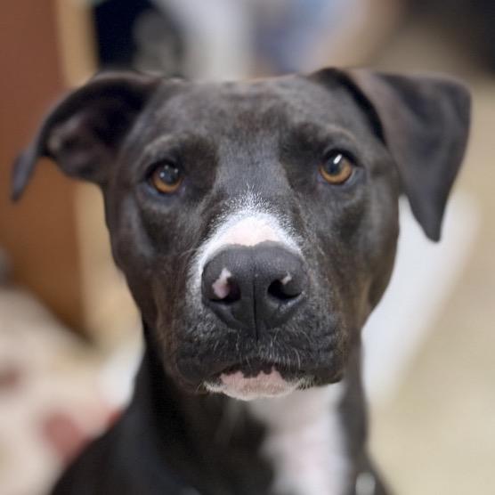 Rosie, a Adoptable mixed breed in Redwood Valley, CA image 2/5