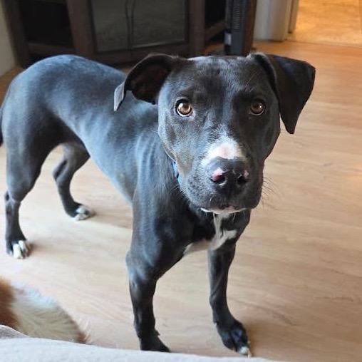 Rosie, a Adoptable mixed breed in Redwood Valley, CA image 3/5