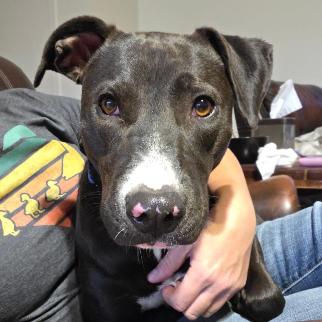Rosie, a Adoptable mixed breed in Redwood Valley, CA image 5/5