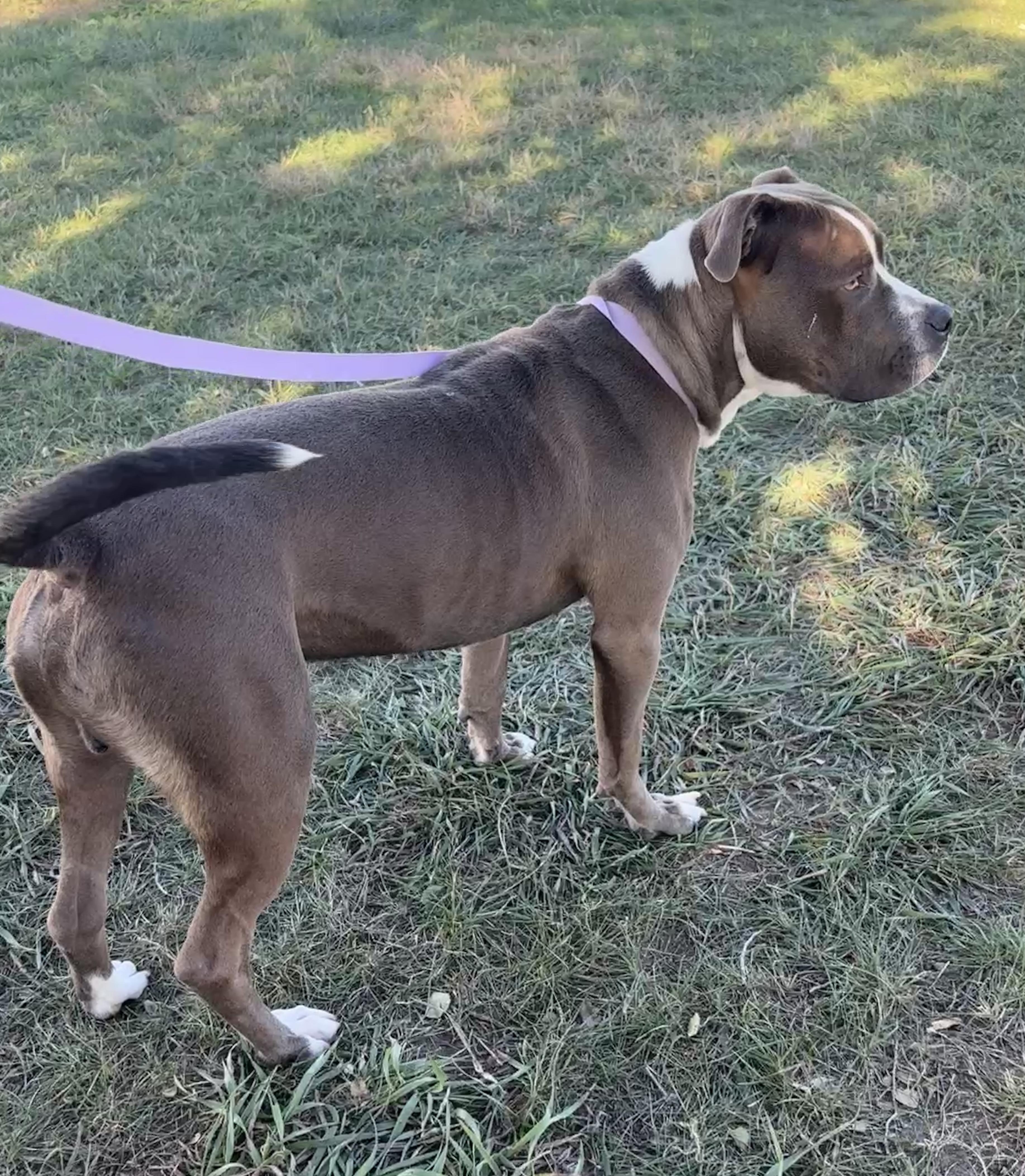 Enlarge Gilbert, a Adopted Pit Bull Terrier in Grant, NE image 4/4