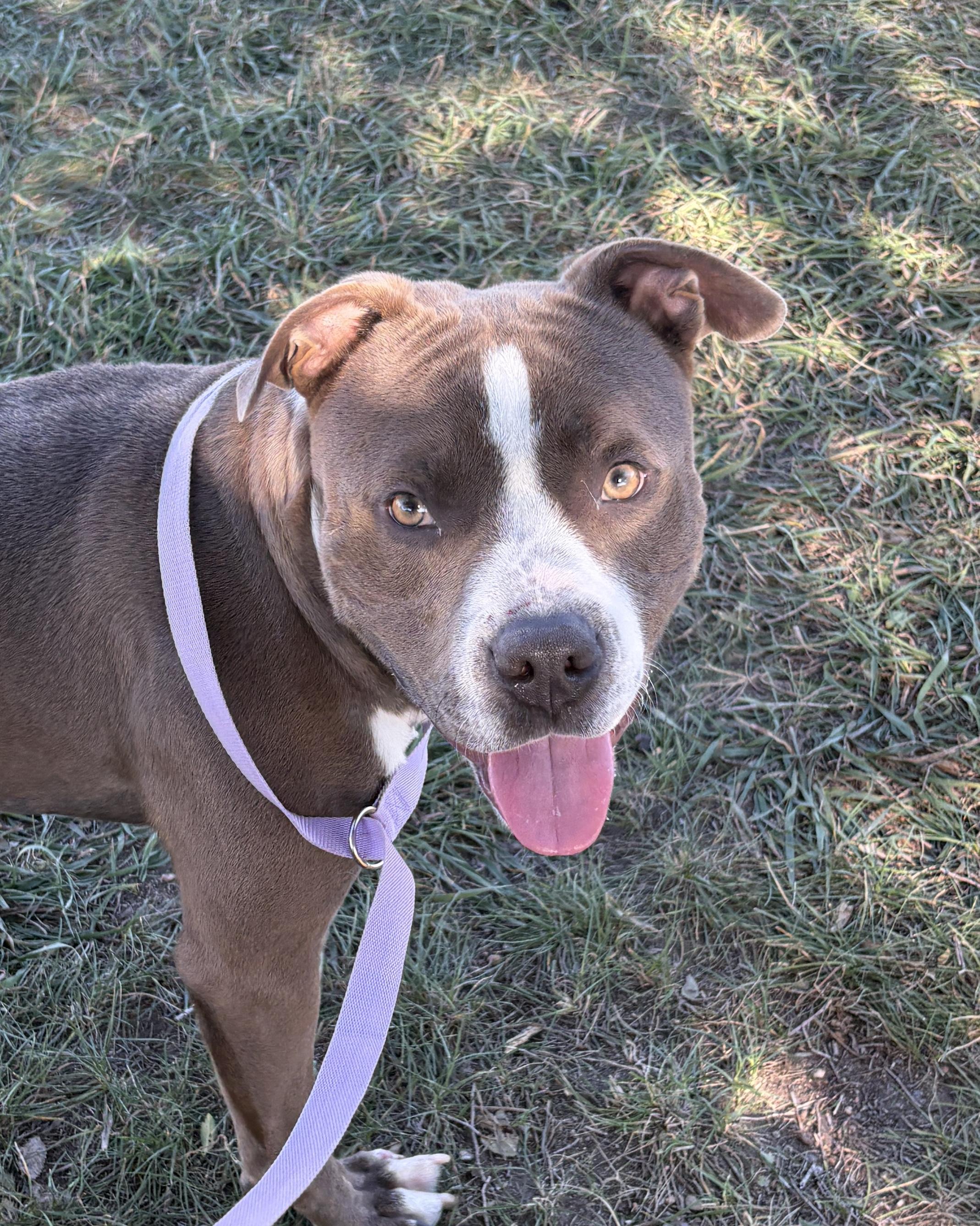 Enlarge Gilbert, a Adopted Pit Bull Terrier in Grant, NE image 1/4
