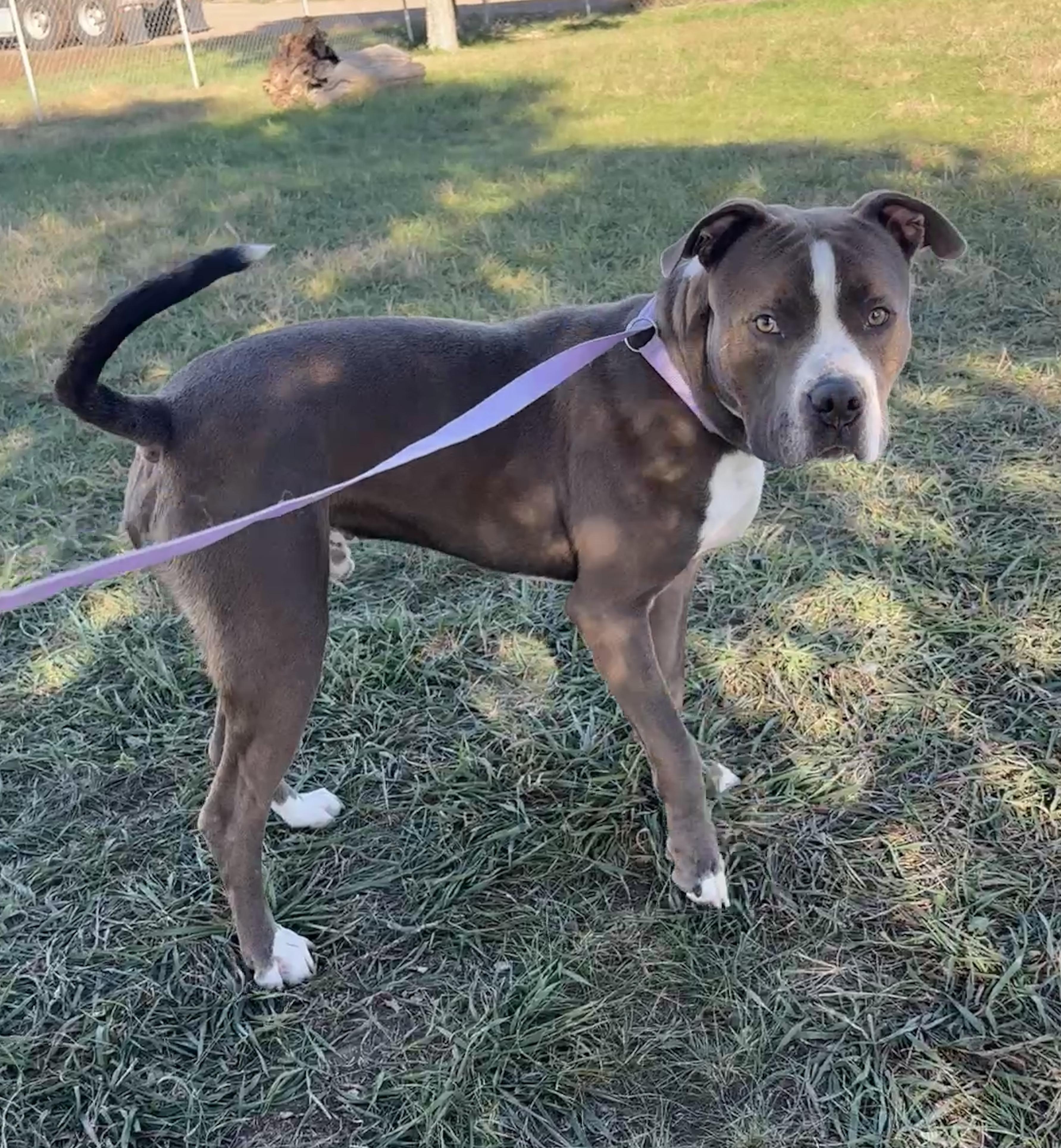 Enlarge Gilbert, a Adopted Pit Bull Terrier in Grant, NE image 2/4