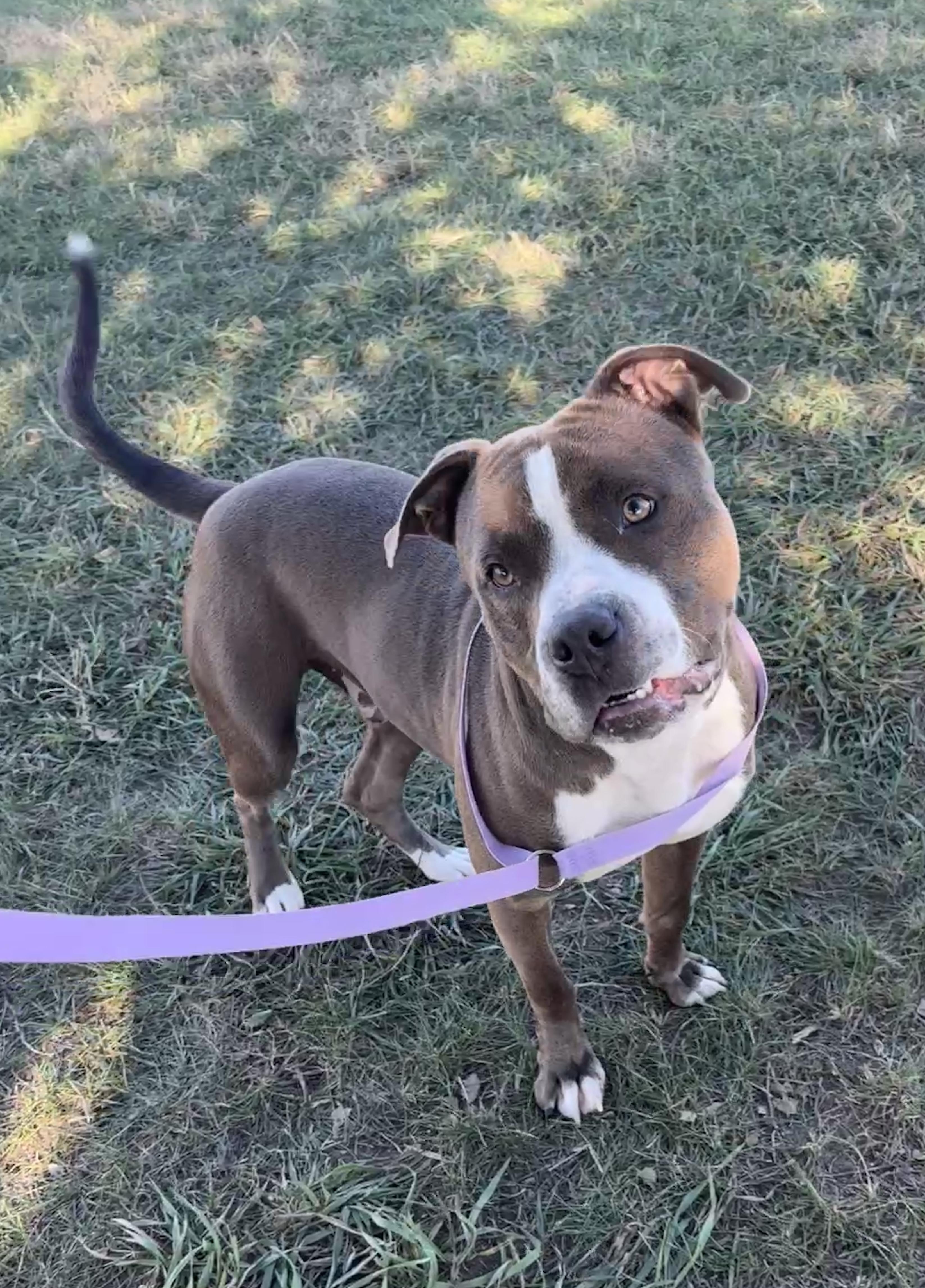 Enlarge Gilbert, a Adopted Pit Bull Terrier in Grant, NE image 3/4