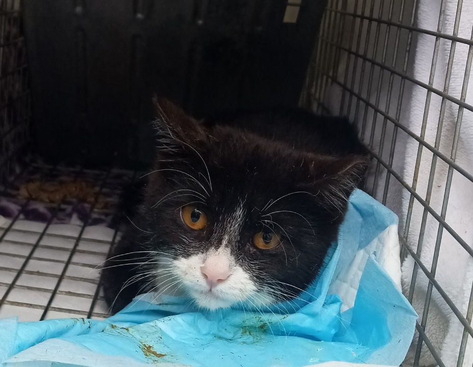 Enlarge Calypso Bean URGENT - FOSTER NEEDED!, a Adoptable Domestic Short Hair in Cookeville, TN image 8/8