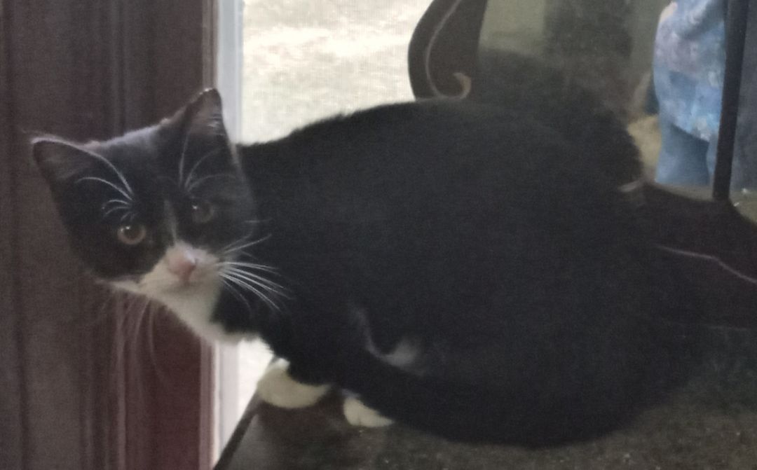 Calypso Bean URGENT - FOSTER NEEDED!, Adoptable, Adult Male Domestic Short Hair.