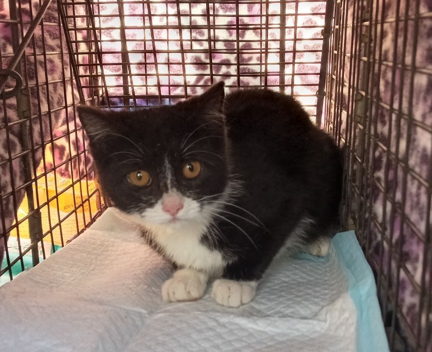 Calypso Bean URGENT - FOSTER NEEDED!