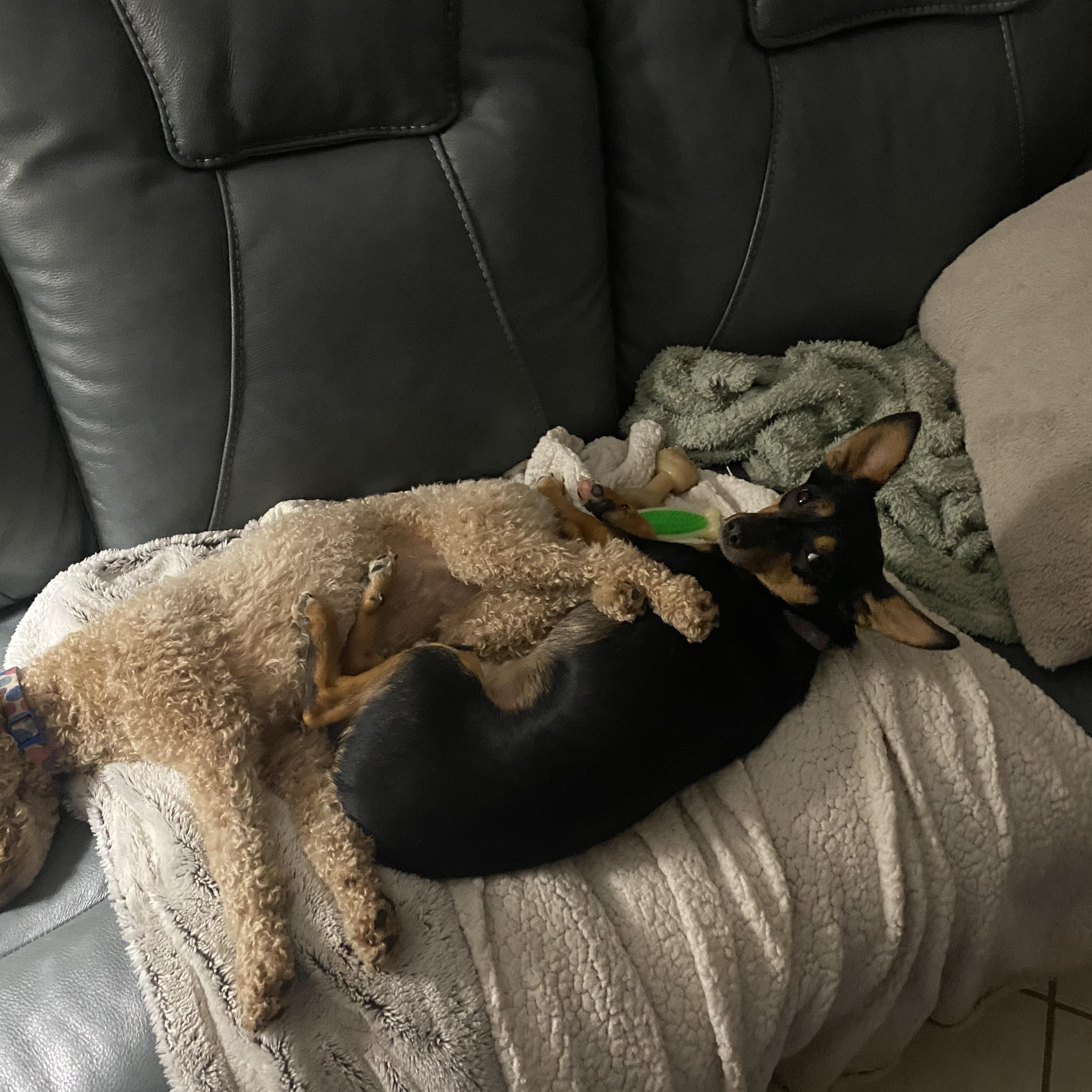 Max, a Adopted mixed breed in Foley, AL image 1/6