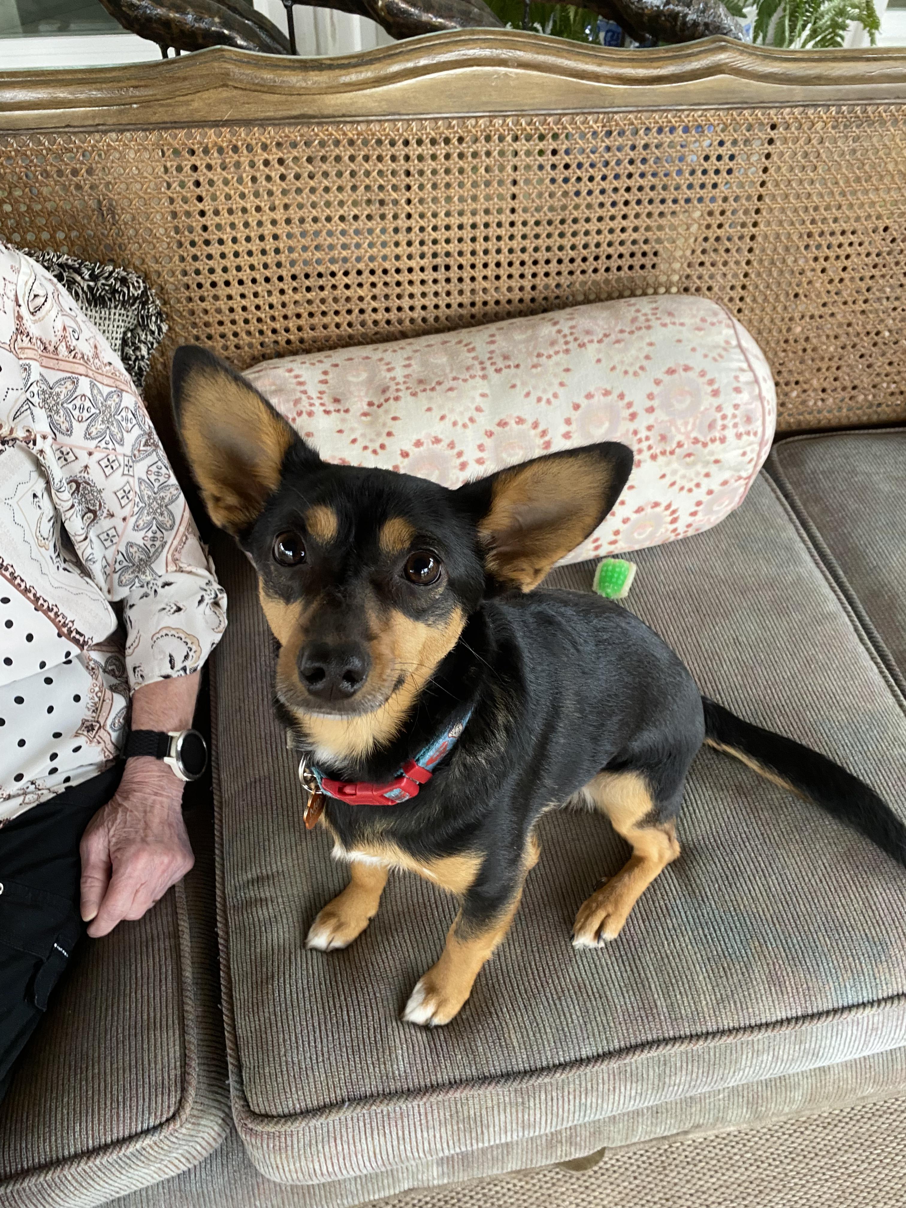 Max, a Adopted mixed breed in Foley, AL image 2/6