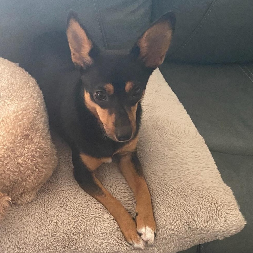 Max, a Adopted mixed breed in Foley, AL image 3/6