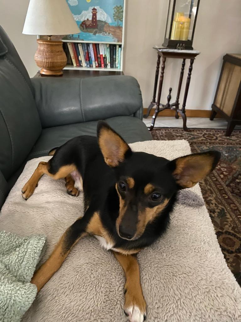 Max, a Adopted mixed breed in Foley, AL image 4/6