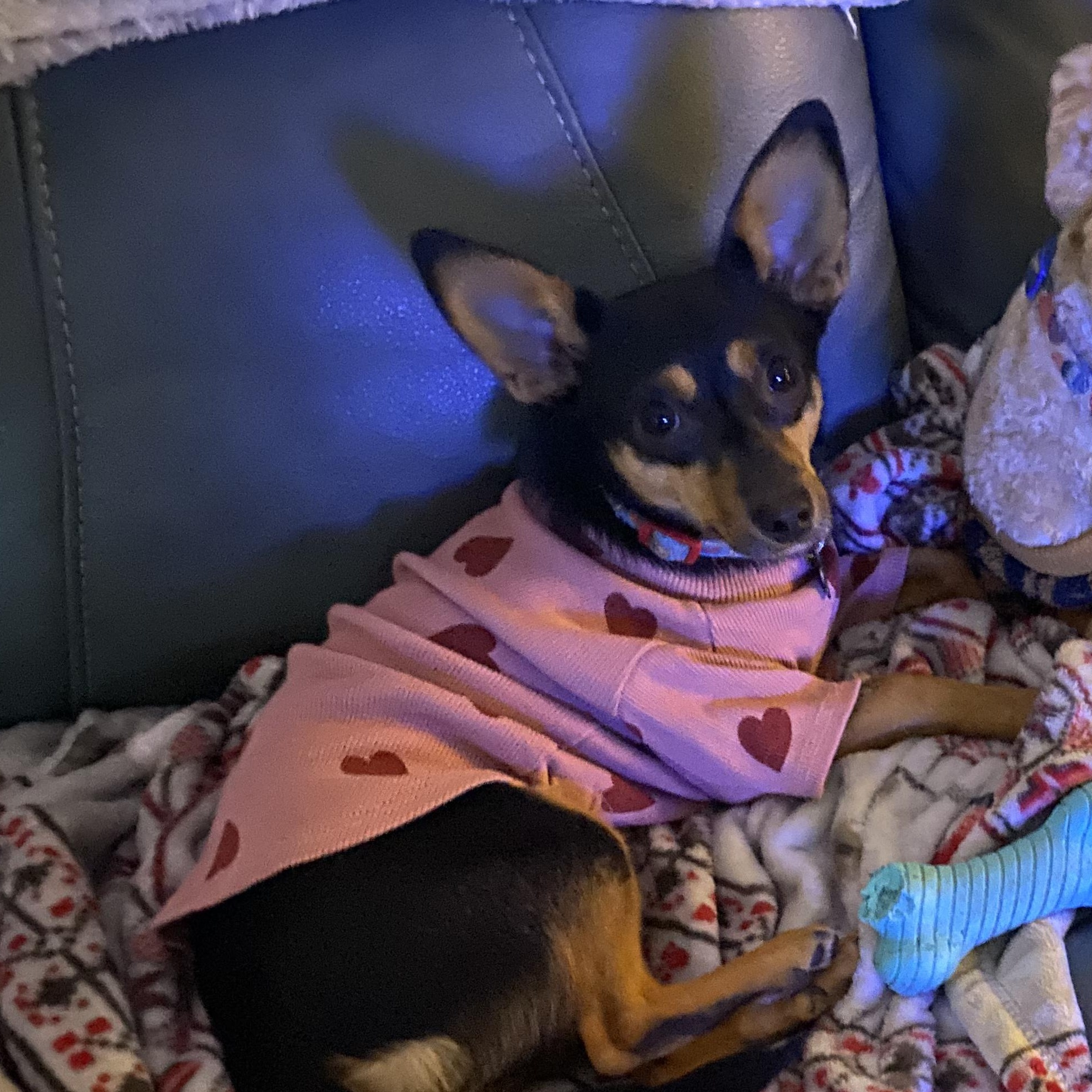 Max, a Adopted mixed breed in Foley, AL image 6/6