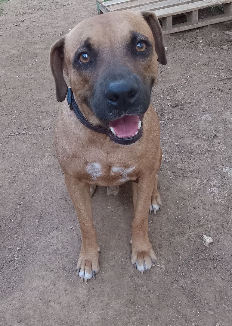 Clifford, Adoptable, Adult Male Mixed Breed.