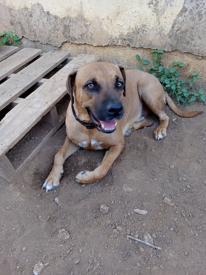 Enlarge Clifford, a Adoptable Mixed Breed in Guayama, PR image 2/6