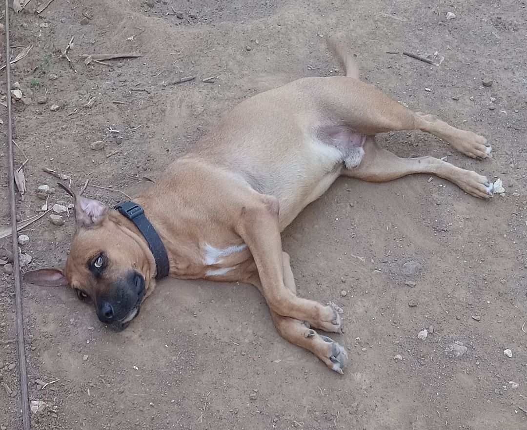 Enlarge Clifford, a Adoptable Mixed Breed in Guayama, PR image 3/6