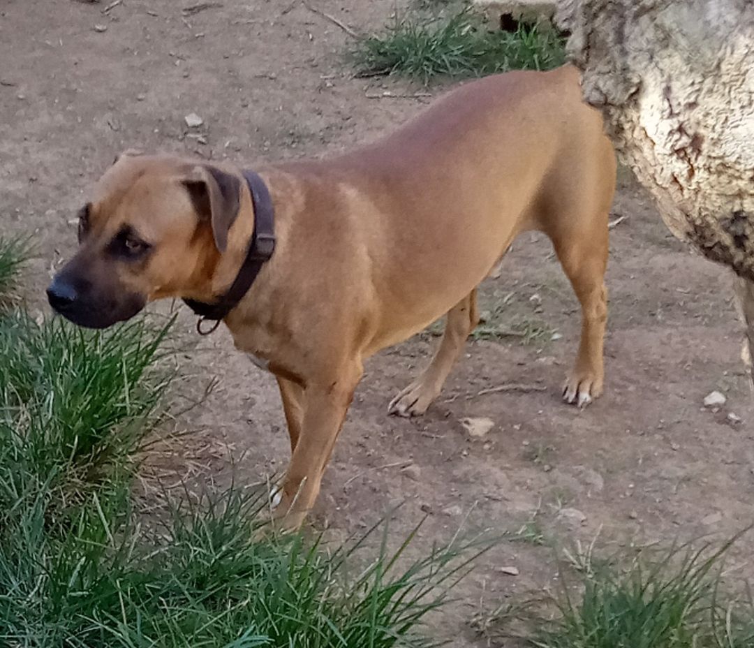 Enlarge Clifford, a Adoptable Mixed Breed in Guayama, PR image 4/6