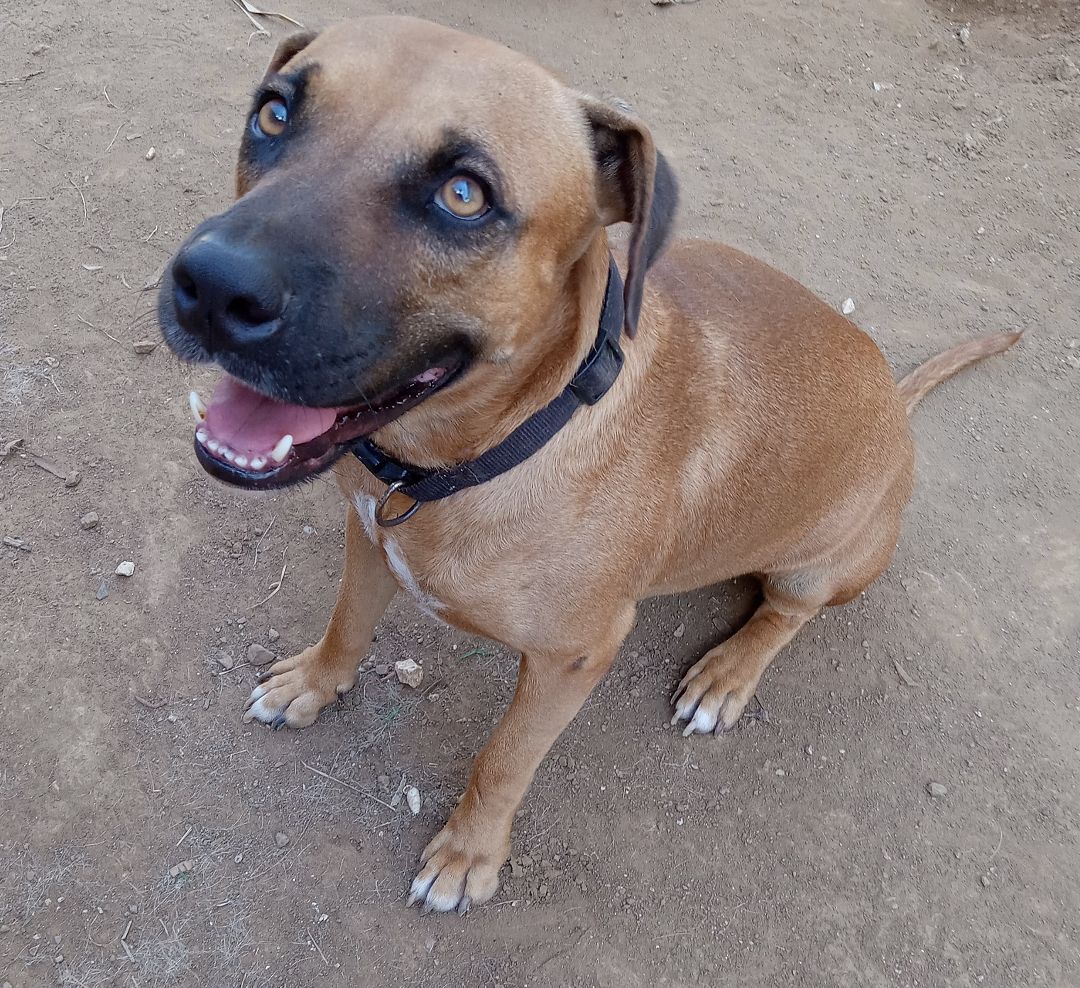 Enlarge Clifford, a Adoptable Mixed Breed in Guayama, PR image 5/6