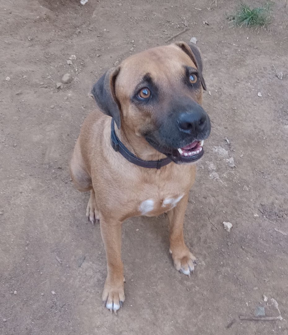 Enlarge Clifford, a Adoptable Mixed Breed in Guayama, PR image 6/6