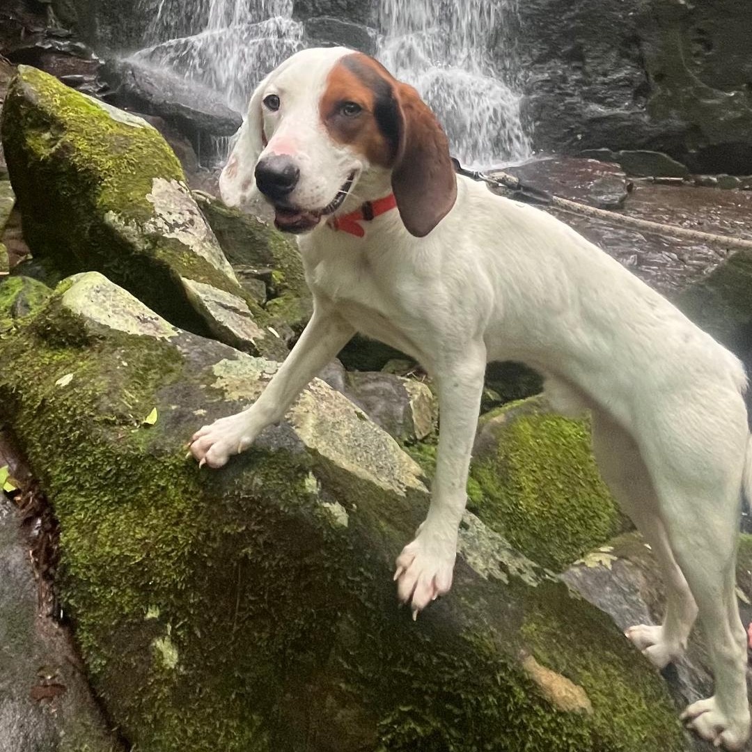 Enlarge Ruger, a Adoptable Hound in Maryville, TN image 1/2