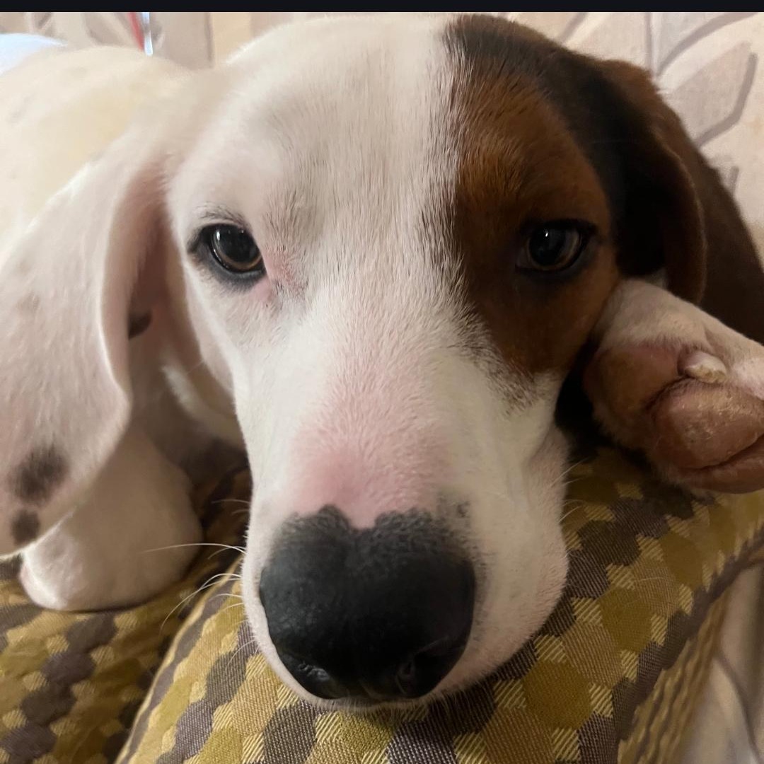 Enlarge Ruger, a Adoptable Hound in Maryville, TN image 2/2