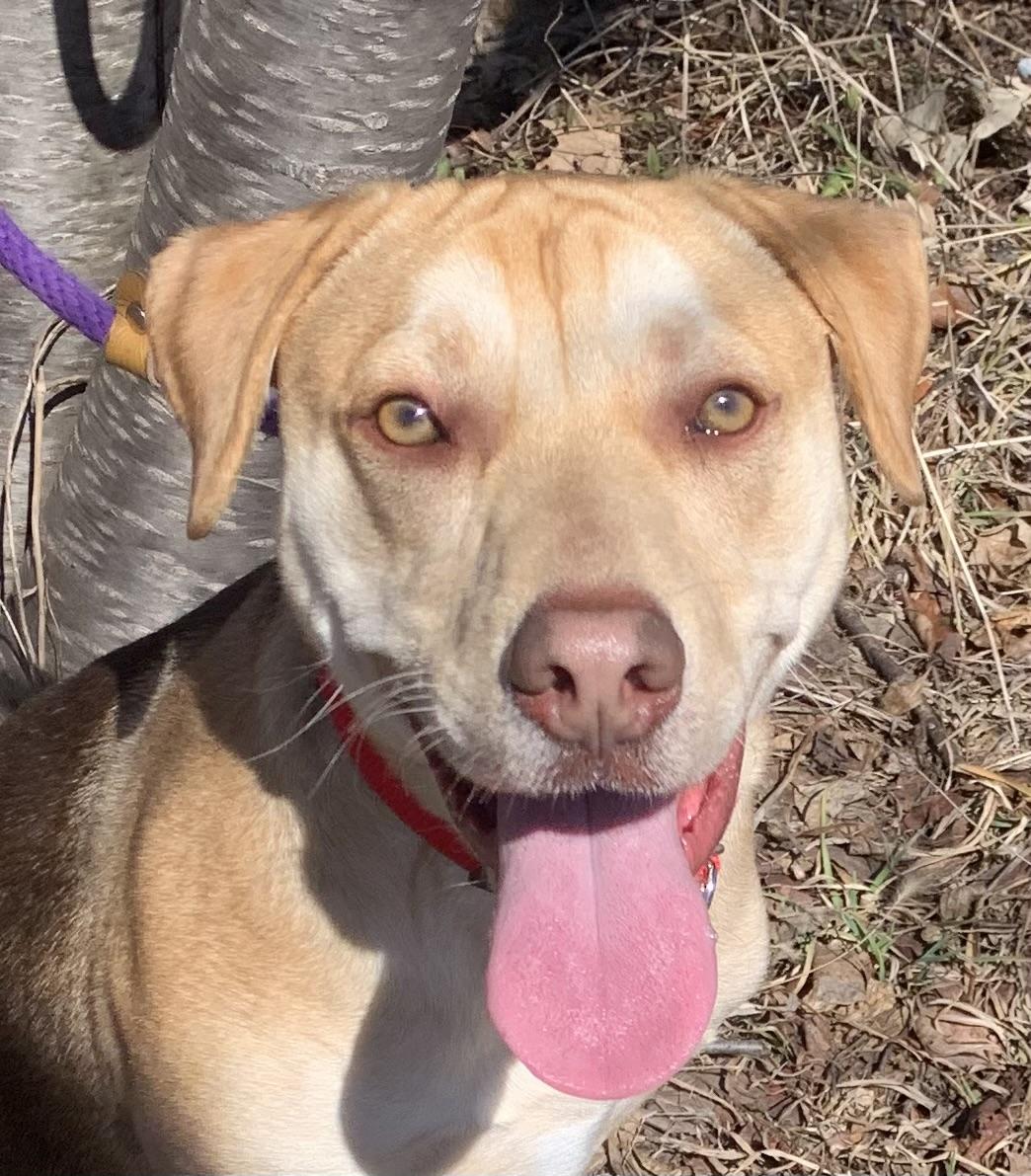 Enlarge Charlie, a ADOPTABLE mixed breed in McKeesport, PA image 2/5