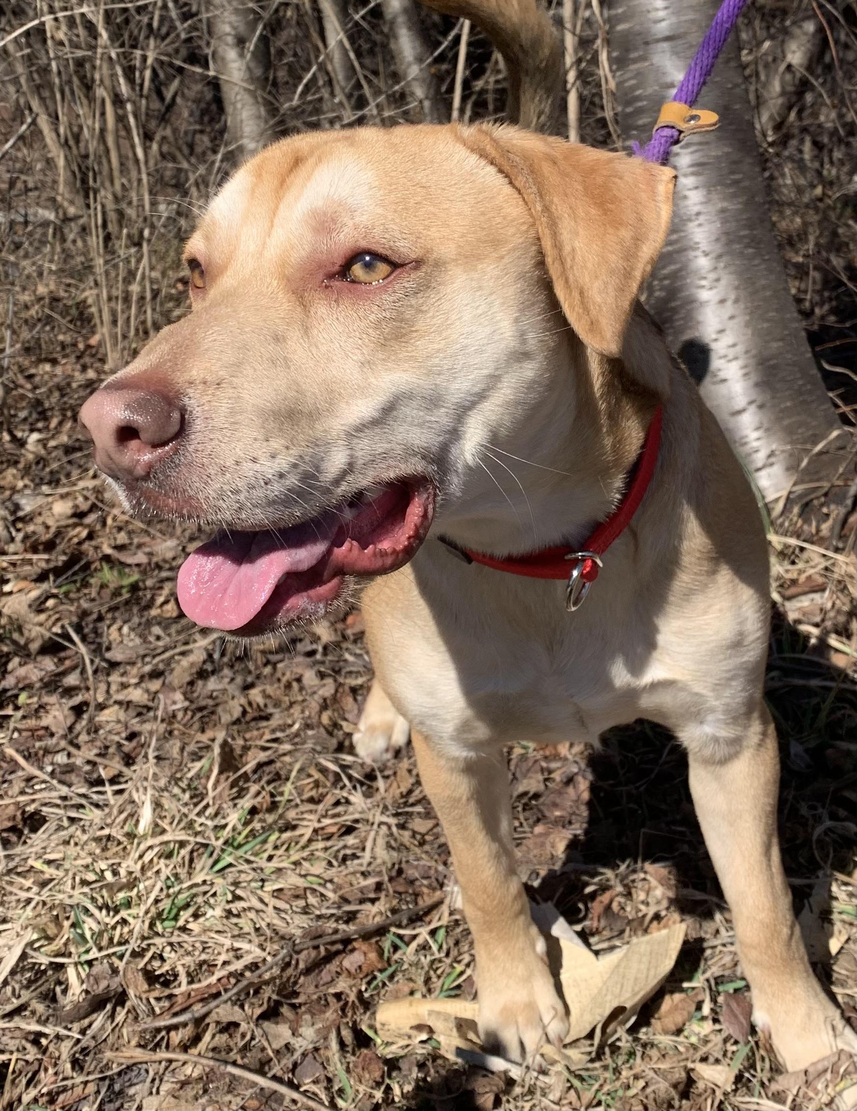 Enlarge Charlie, a ADOPTABLE mixed breed in McKeesport, PA image 5/5