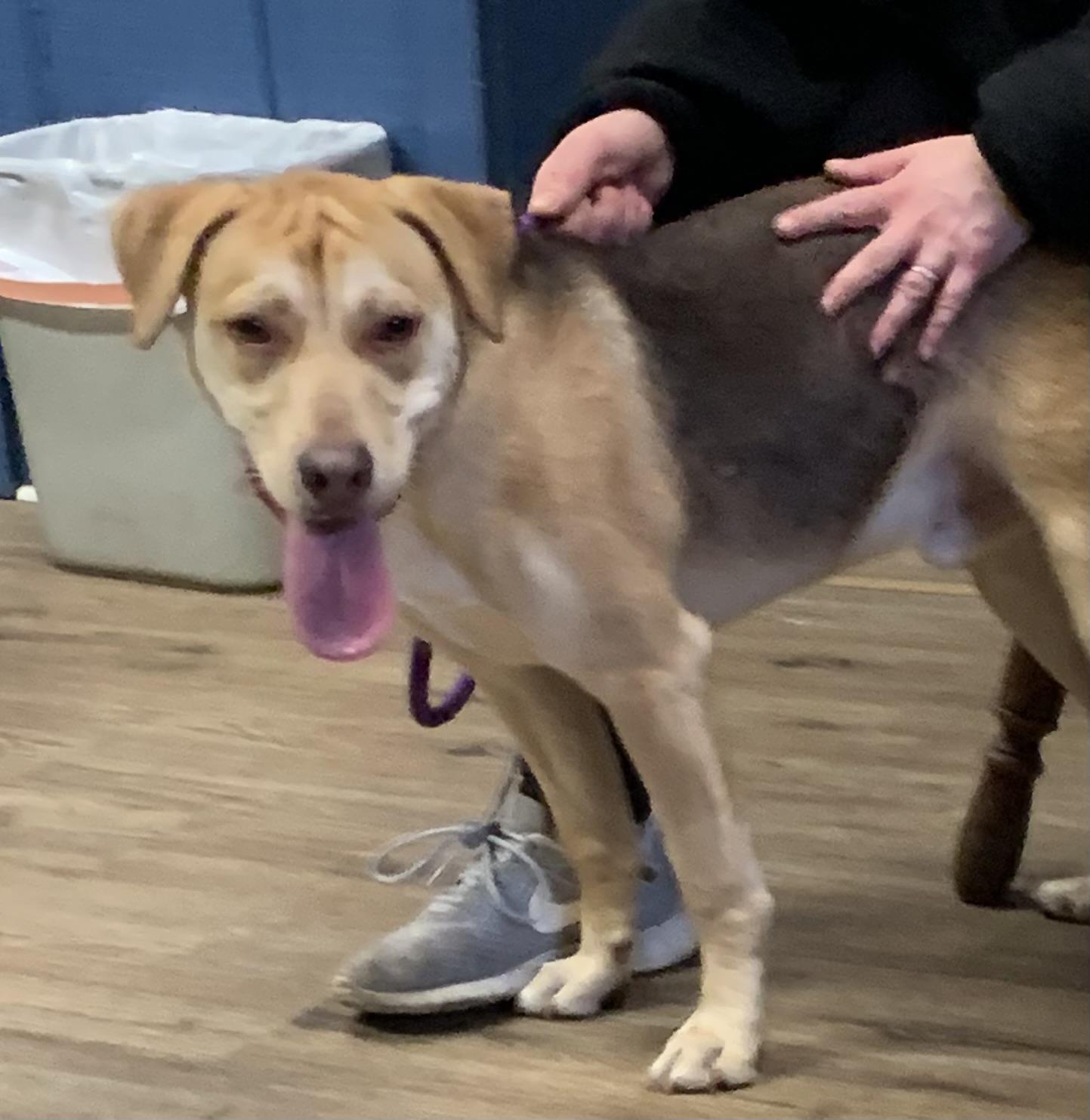 Charlie, a ADOPTABLE mixed breed in McKeesport, PA image 6/6