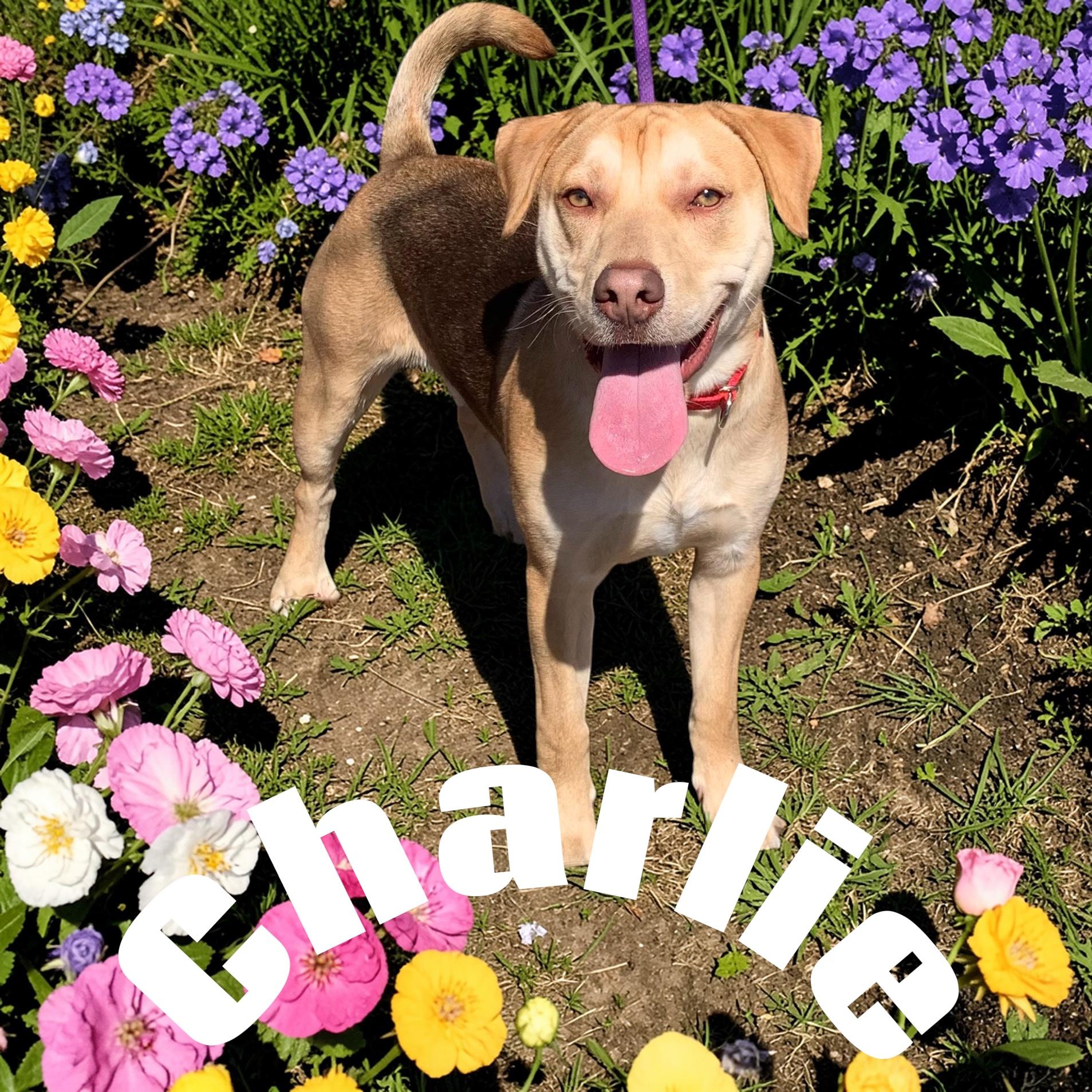 Charlie, ADOPTABLE, Young Male Beagle & Labrador Retriever.