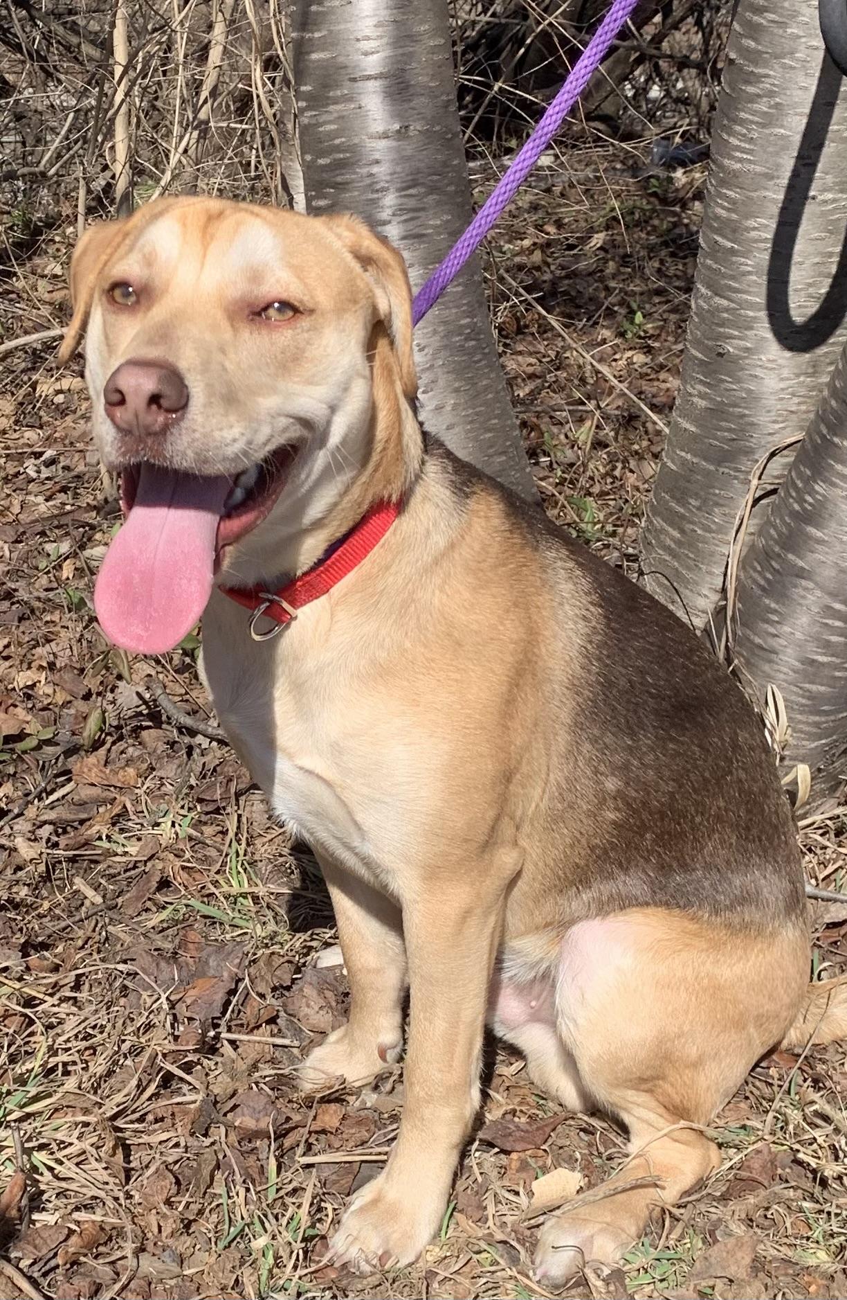 Charlie, ADOPTABLE, Young Male Labrador Retriever & Hound.
