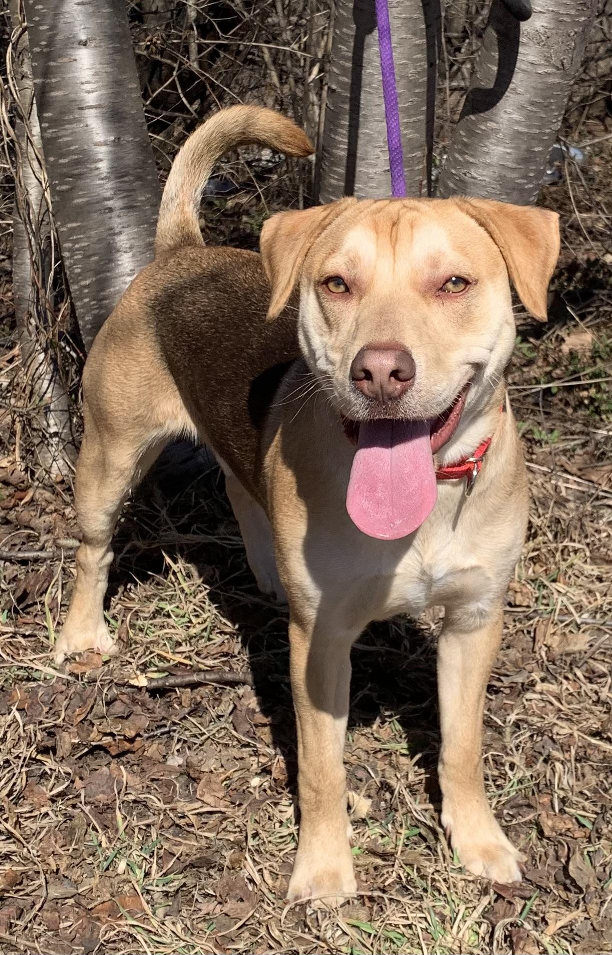 Enlarge Charlie, a ADOPTABLE mixed breed in McKeesport, PA image 4/5