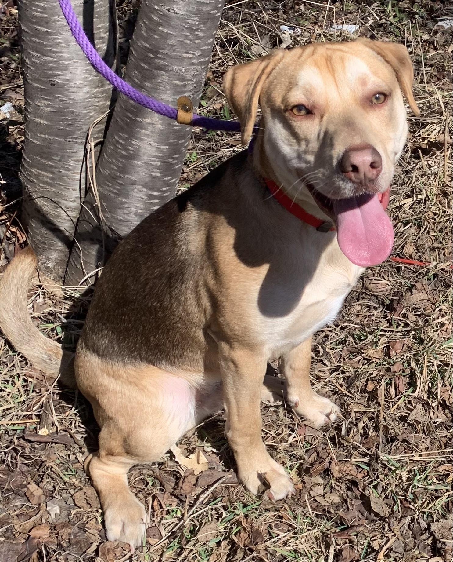 Enlarge Charlie, a ADOPTABLE mixed breed in McKeesport, PA image 3/5