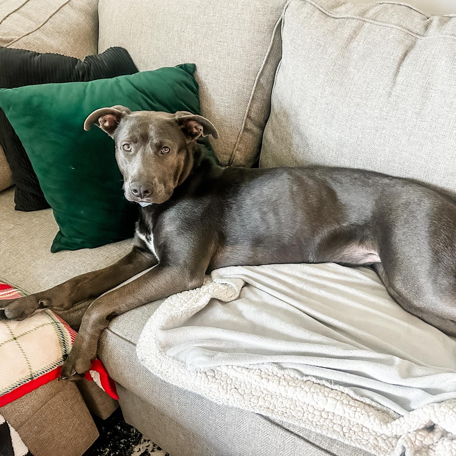 Enlarge Belle, a Adoptable mixed breed in North Vancouver, BC image 4/6