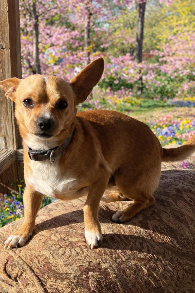 Theo — thumbnail 2