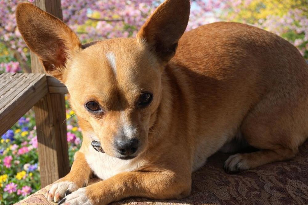 Theo — thumbnail 4