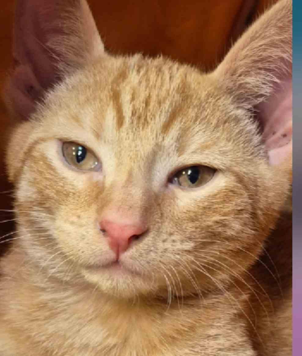 Gerard  3 1/2 months, Adoptable, Kitten Male Domestic Short Hair.