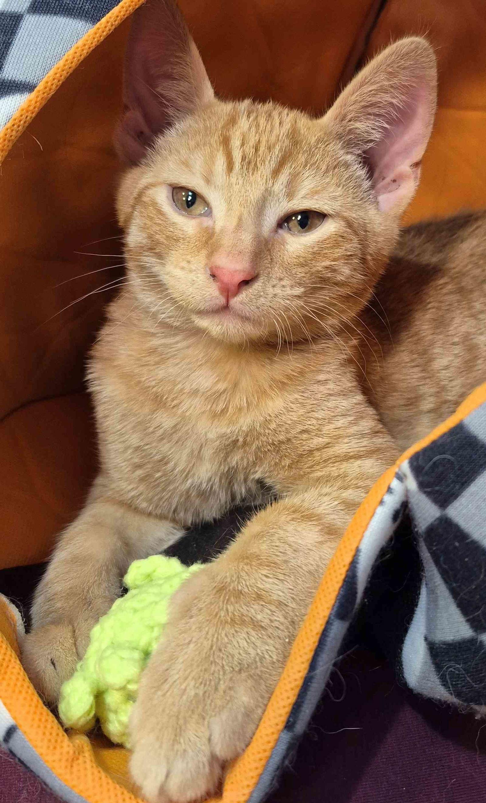 Enlarge Gerard  3 1/2 months, a Adoptable Domestic Short Hair in Sterling, MA image 2/3